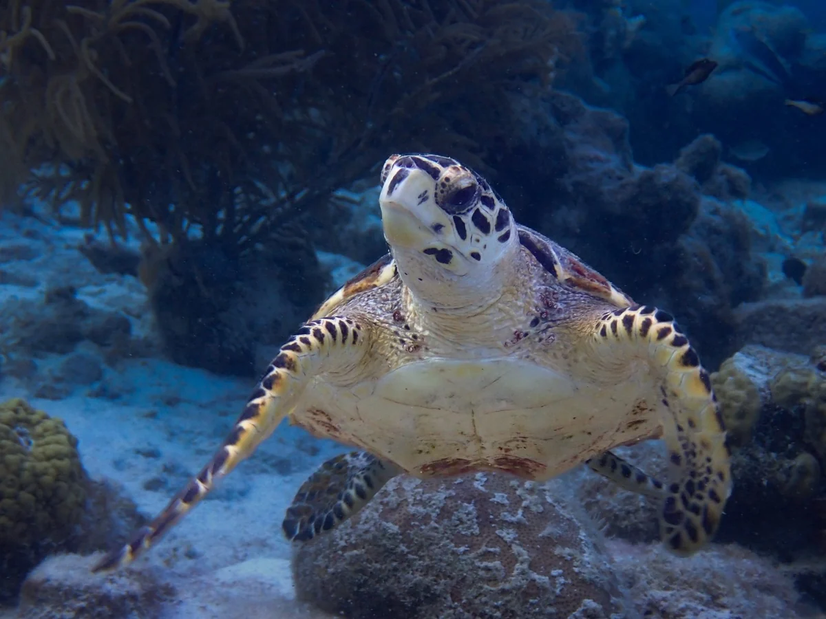 Tortuga marina en Bonaire